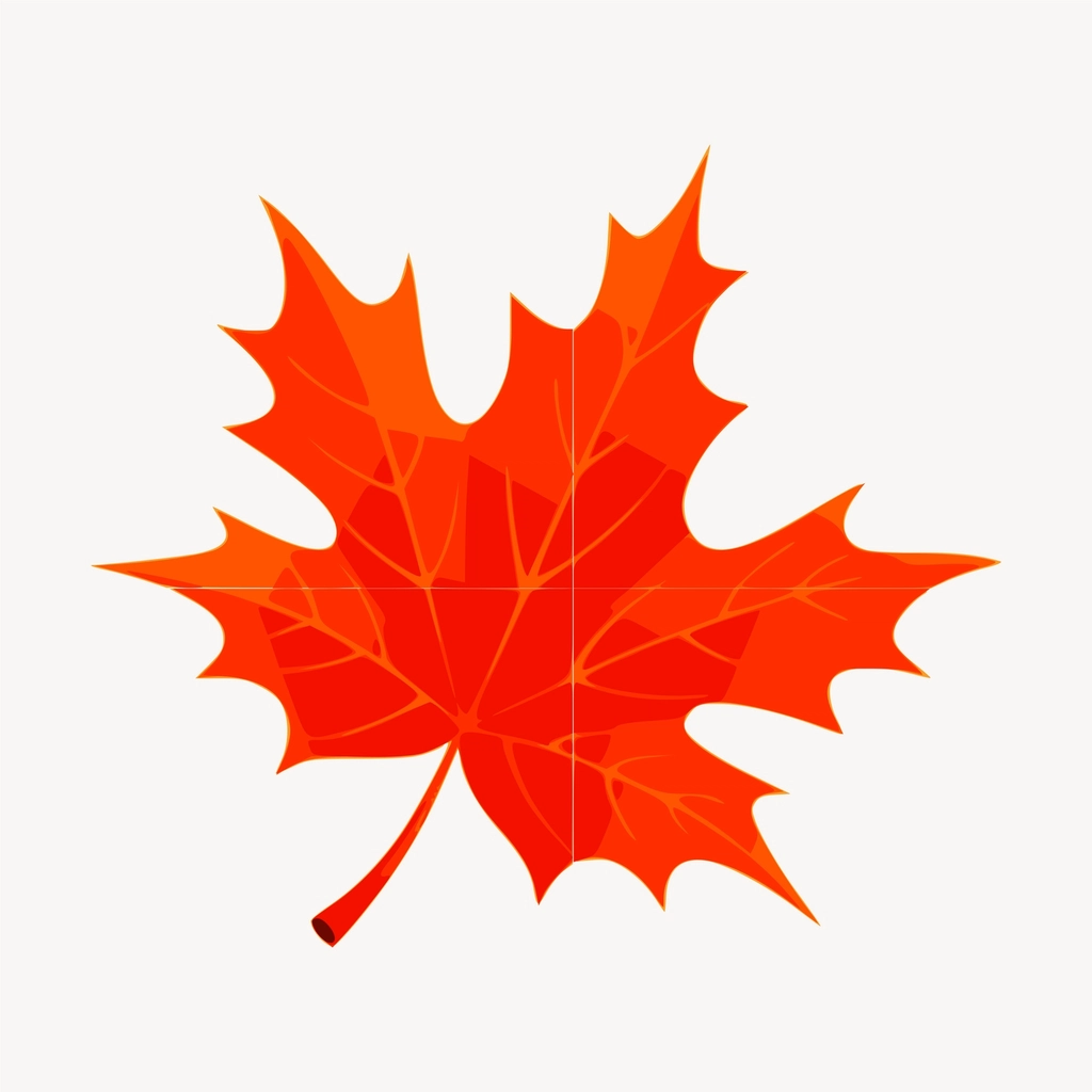 Maple leaf clipart, illustration psd